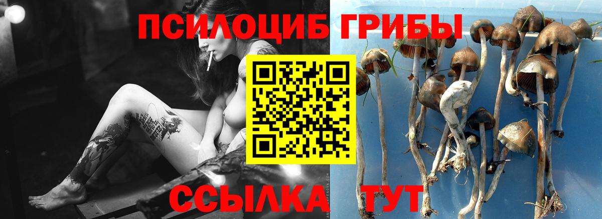 Нефтекумск  Псилоцибиновые грибы Psilocybine cubensis  Вход с VPN 